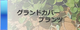 グランドカバープランツ